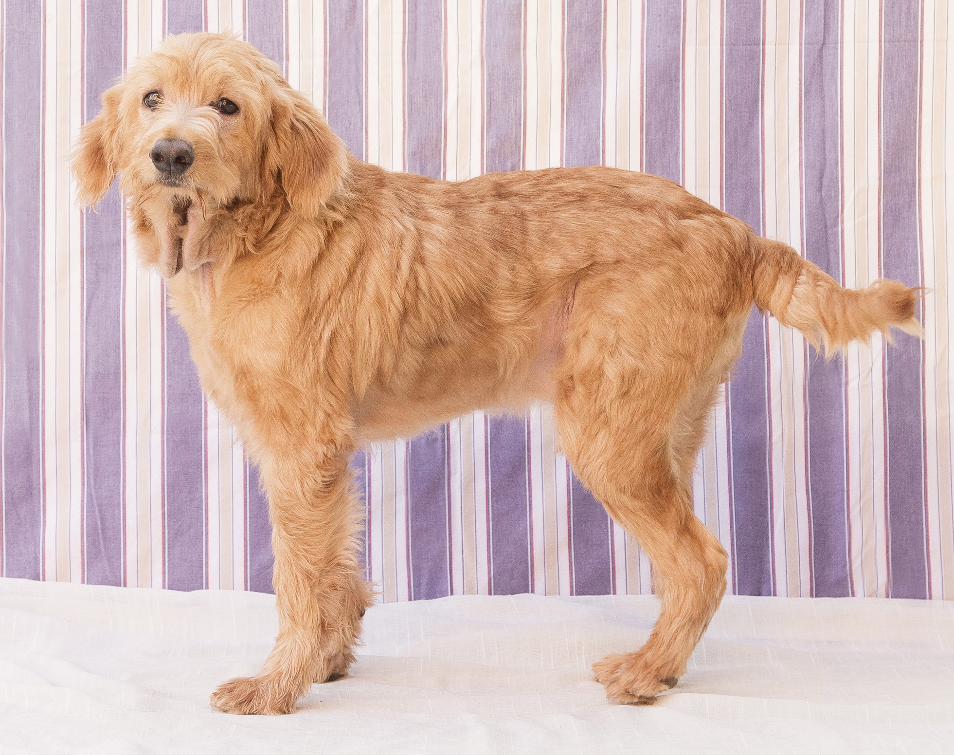 #PraCegoVer: Farofa é u, cachorro de pelagem inteira marrom, possui olhos pretos e está em pé olhando para frente. 
